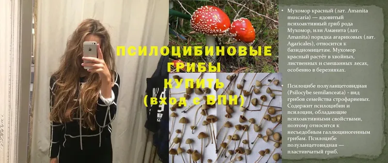 ссылка на мегу сайт  Губкинский  Псилоцибиновые грибы Psilocybe 